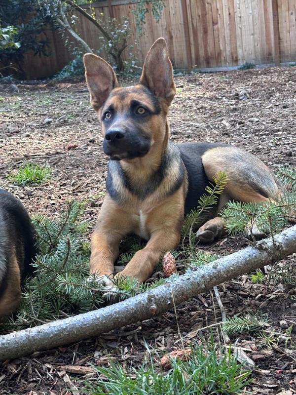 Enlarge Ryker, a Adoptable German Shepherd Dog in renton, WA image 2/3