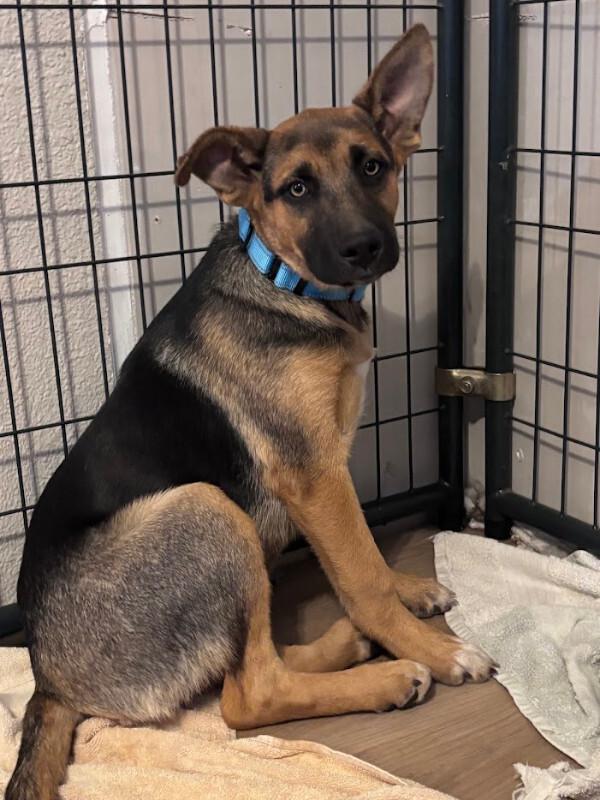 Enlarge Ryker, a Adoptable German Shepherd Dog in renton, WA image 3/3