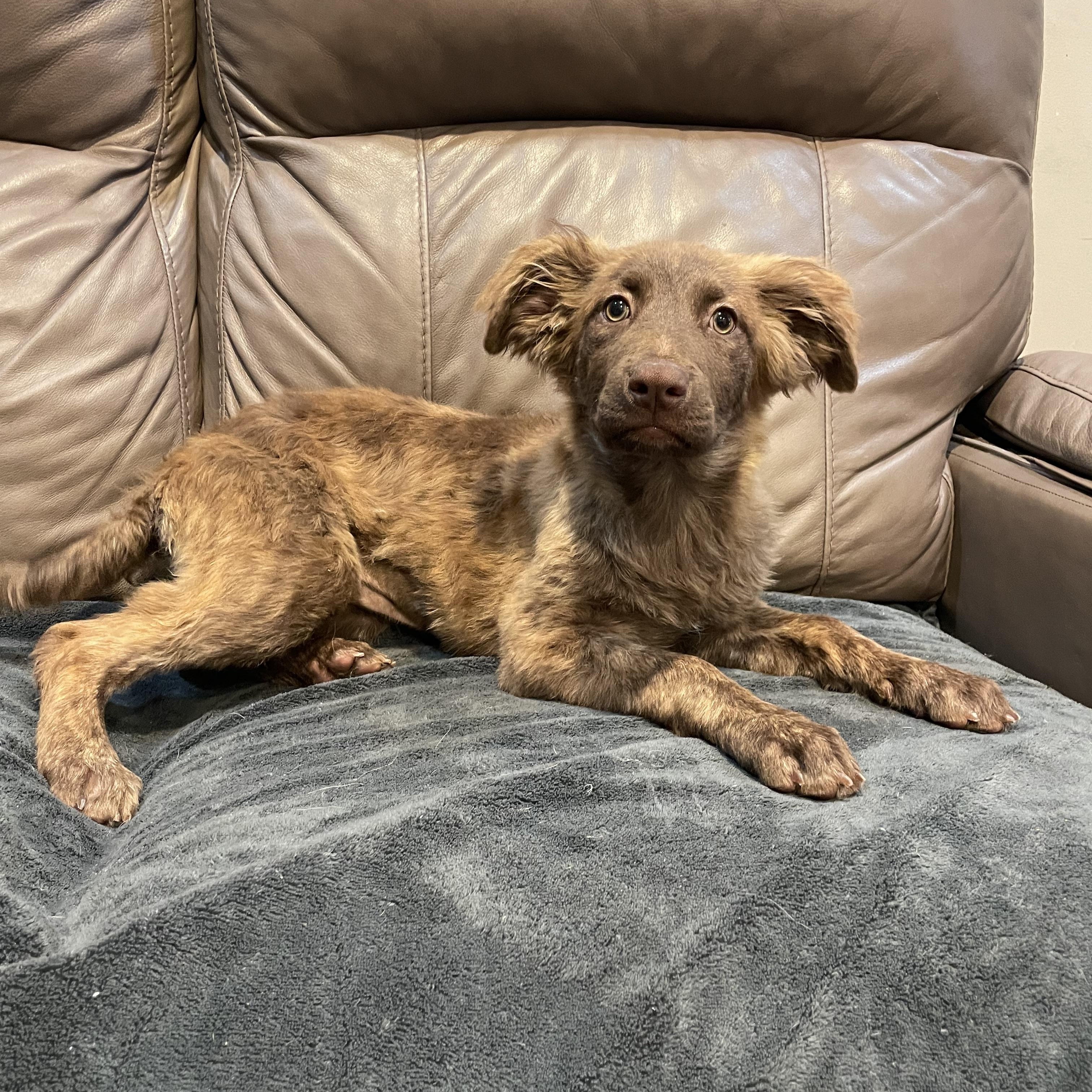 Enlarge Bloom, a Adoptable Australian Shepherd in Phoenix, AZ image 1/5