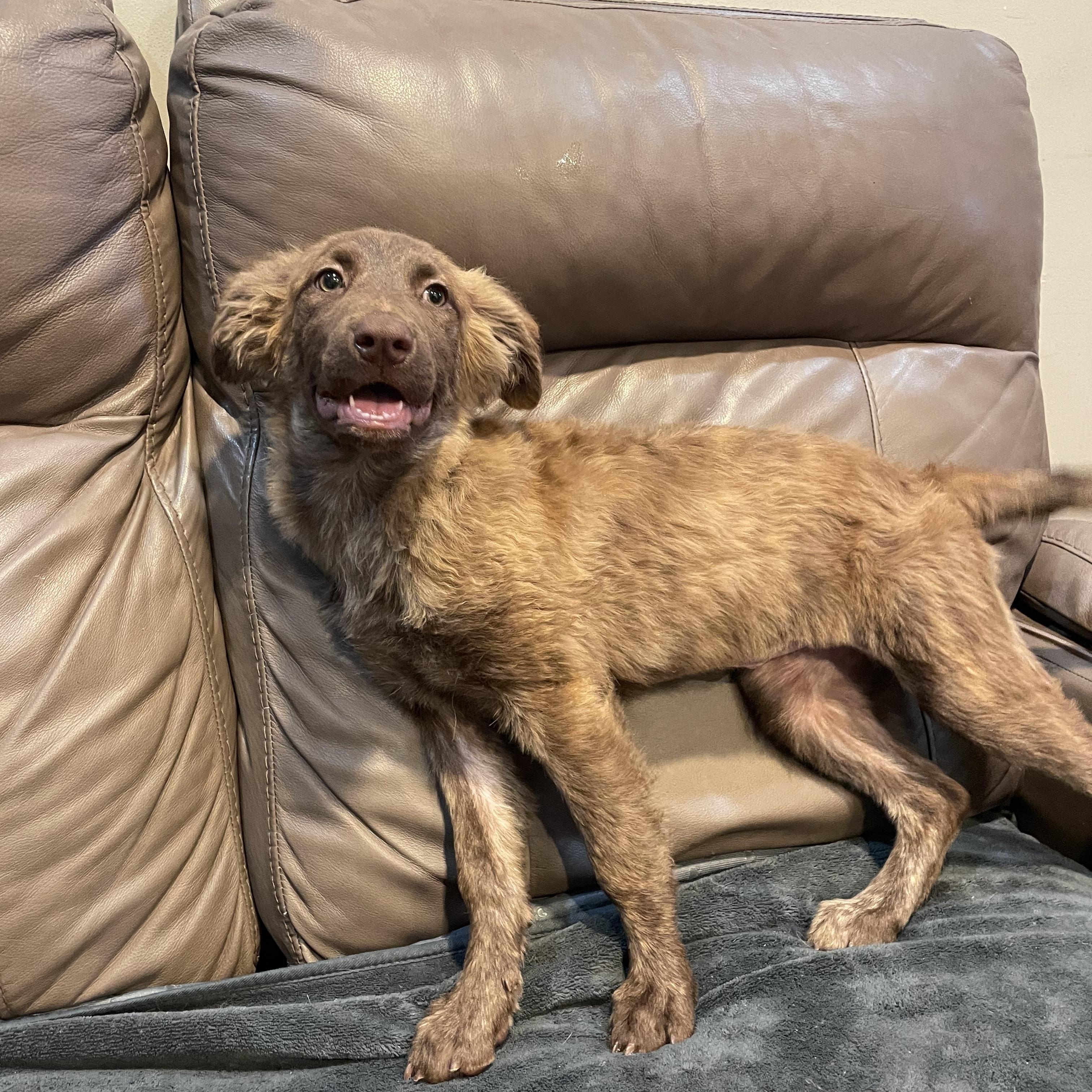 Enlarge Bloom, a Adoptable Australian Shepherd in Phoenix, AZ image 2/5