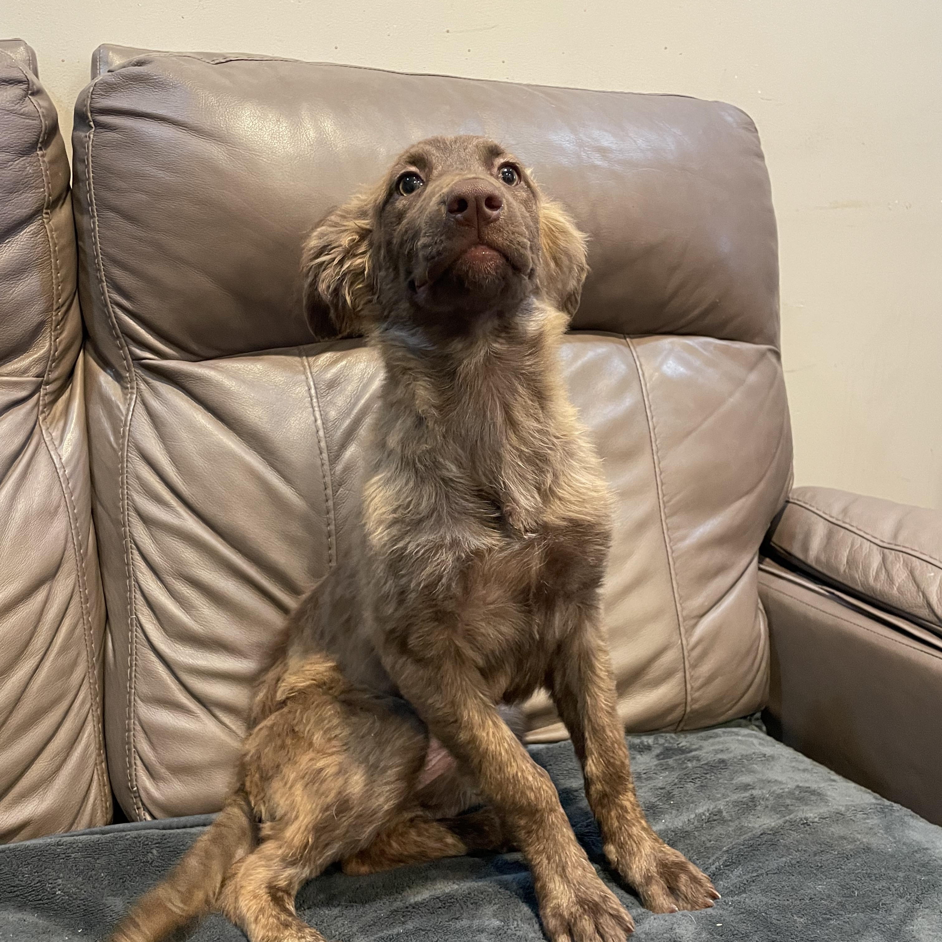 Enlarge Bloom, a Adoptable Australian Shepherd in Phoenix, AZ image 3/5