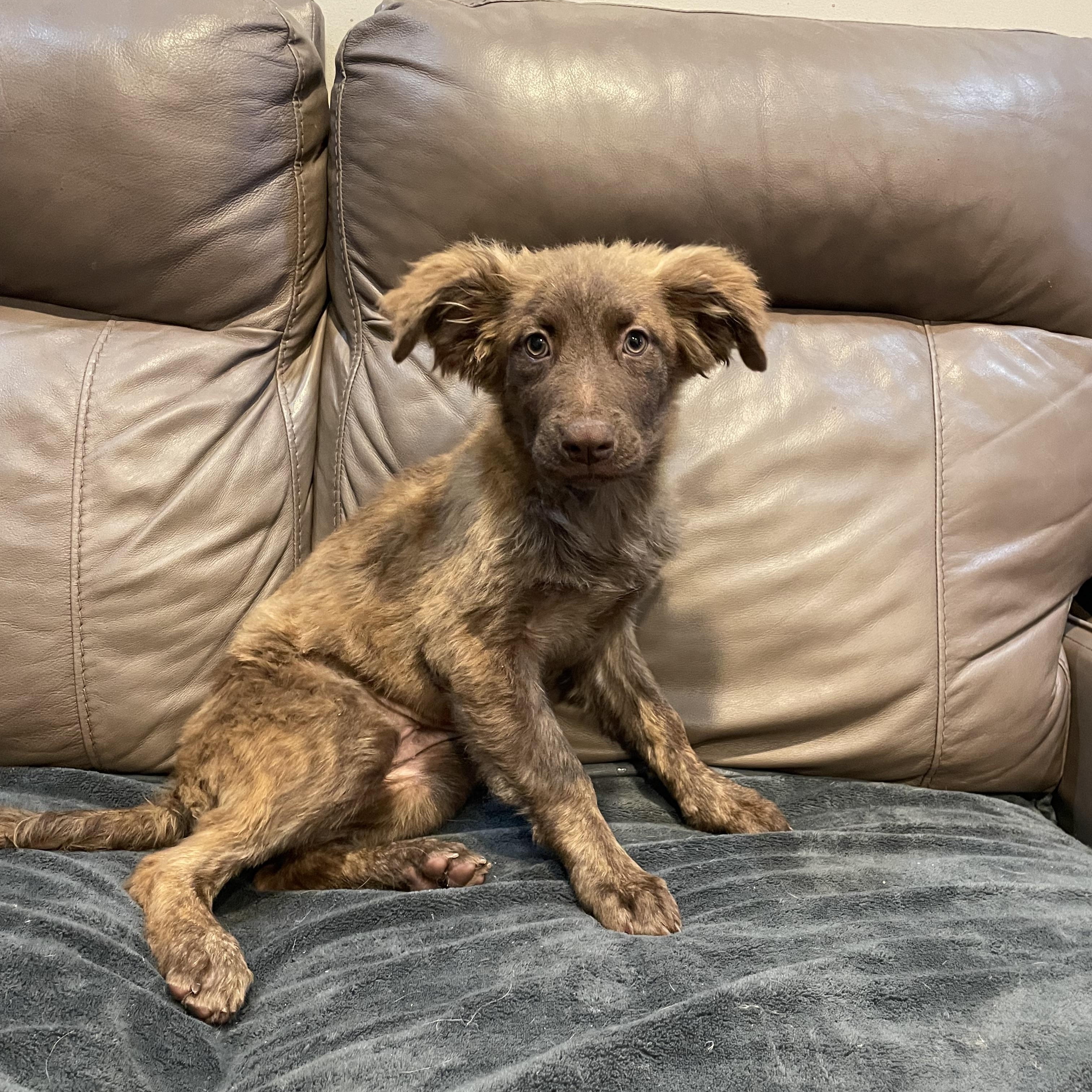 Enlarge Bloom, a Adoptable Australian Shepherd in Phoenix, AZ image 5/5