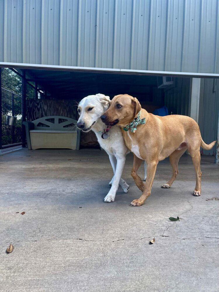 Enlarge Hooch (TX), a Adoptable Labrador Retriever in New York, NY image 2/3