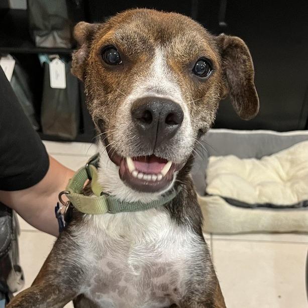 Honeybee (Roscette), Adoptable, Adult Female Mixed Breed.