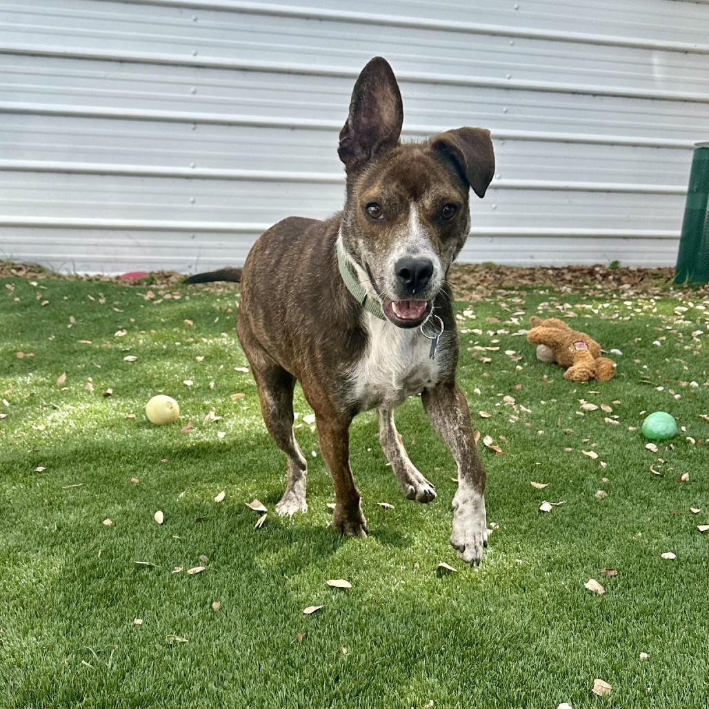 Enlarge Honeybee (Roscette), a Adoptable Mixed Breed in Seminole, FL image 2/4
