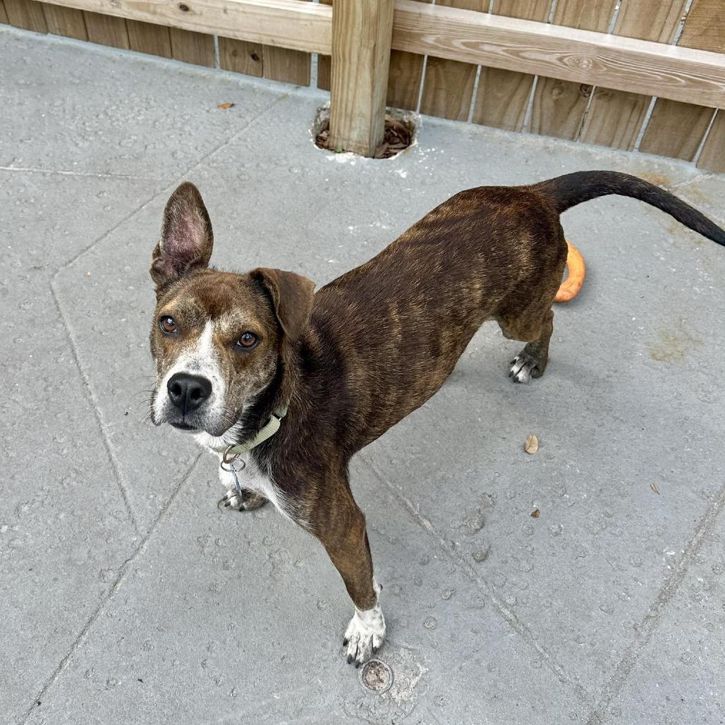 Enlarge Honeybee (Roscette), a Adoptable Mixed Breed in Seminole, FL image 3/4