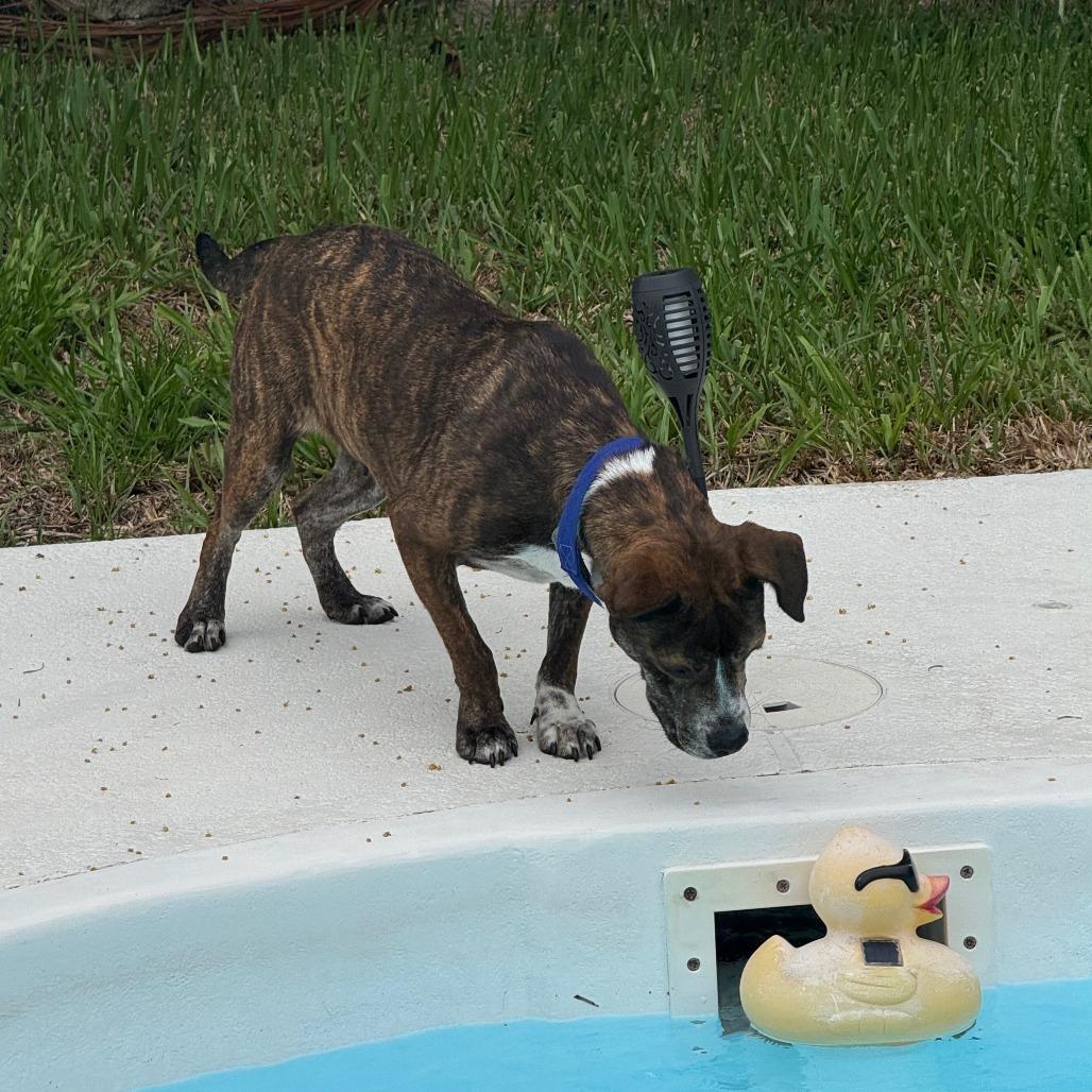 Honeybee (Roscette), a Adoptable Mixed Breed in Seminole, FL image 3/6