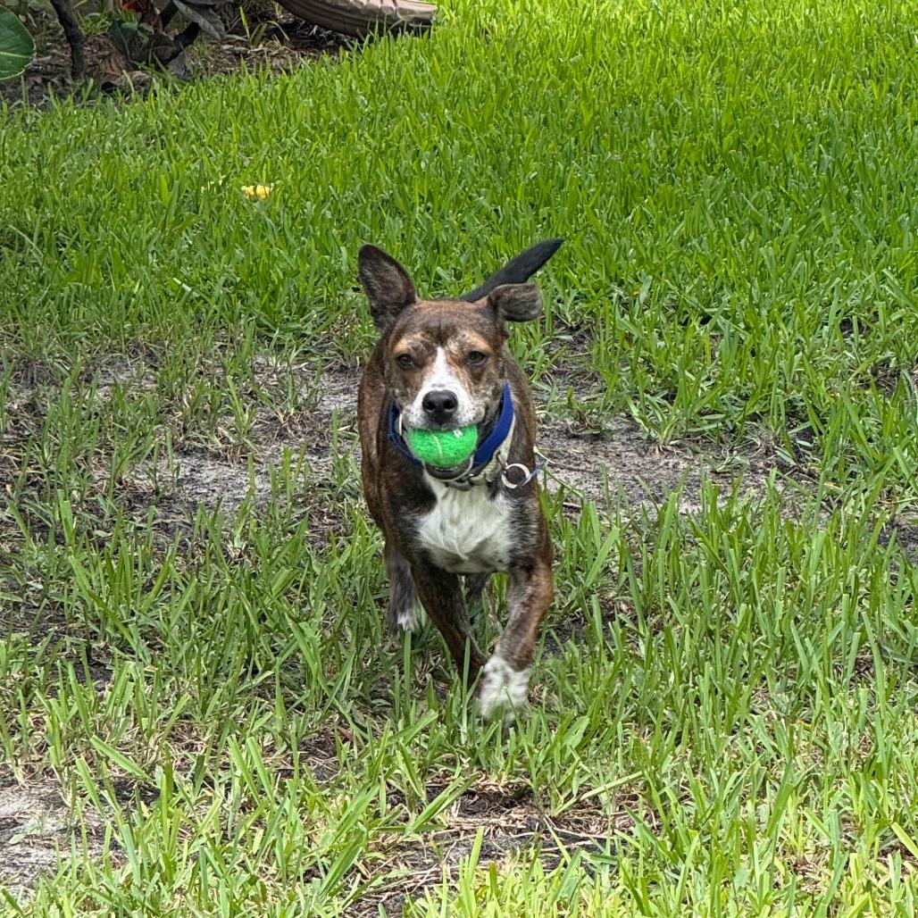 Honeybee (Roscette), a Adoptable Mixed Breed in Seminole, FL image 4/6