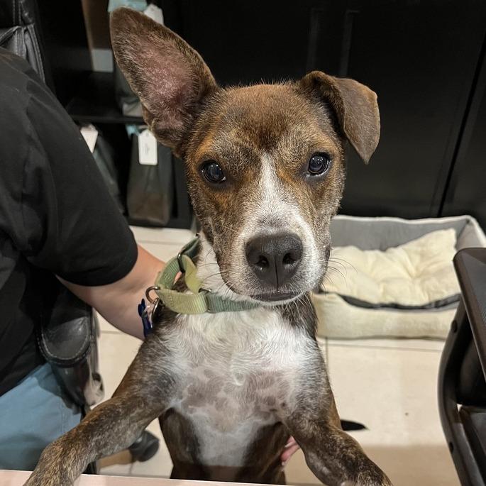 Enlarge Honeybee (Roscette), a Adoptable Mixed Breed in Seminole, FL image 4/4