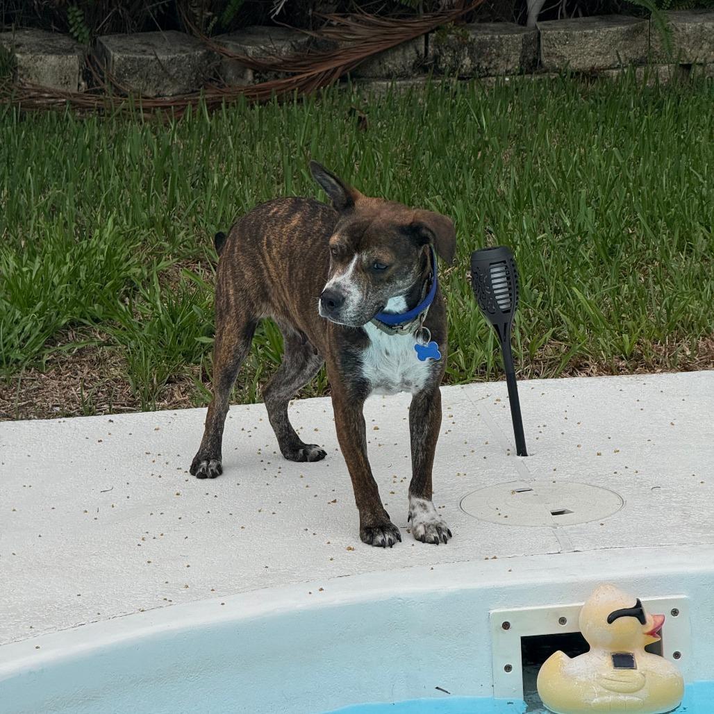 Honeybee (Roscette), a Adoptable Mixed Breed in Seminole, FL image 6/6
