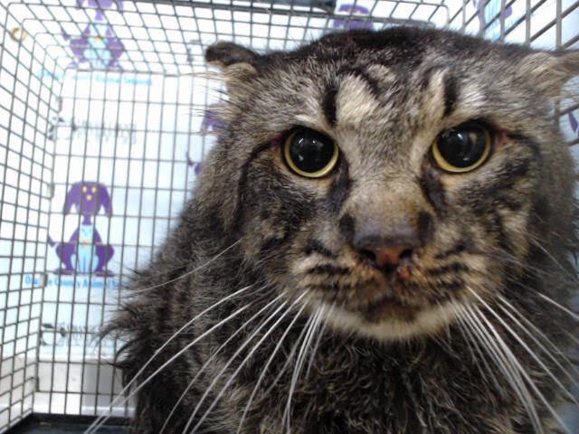 Mustache, Adoptable, Adult Male Domestic Long Hair & Tabby.
