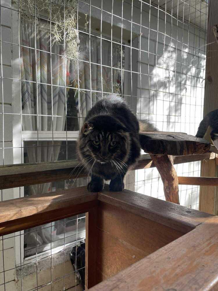 Enlarge Mustache, a Adoptable mixed breed in DELTONA, FL image 2/3