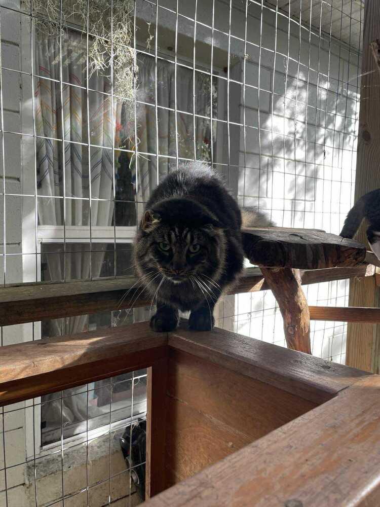 Enlarge Mustache, a Adoptable mixed breed in DELTONA, FL image 3/3