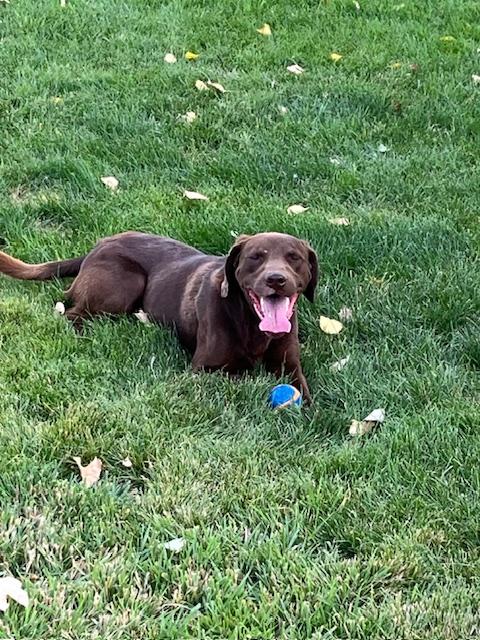 Chako, Adoptable, Young Male Labrador Retriever.