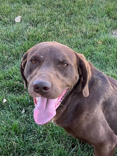 Chako, a Adoptable Labrador Retriever in Montpelier, ID image 2/5