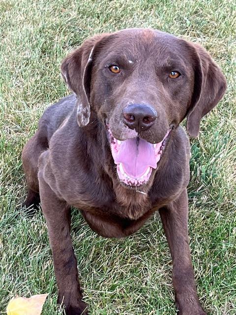 Chako, a Adoptable Labrador Retriever in Montpelier, ID image 3/5