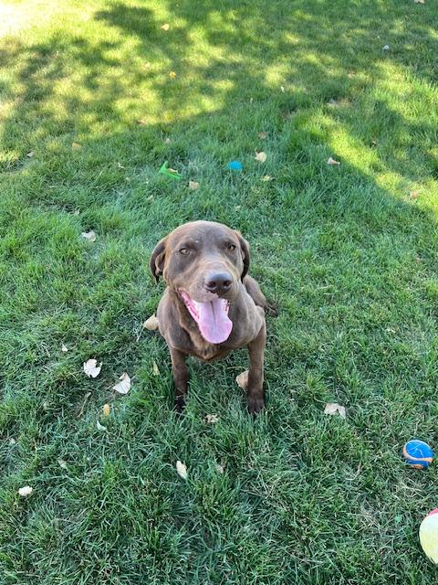 Chako, a Adoptable Labrador Retriever in Montpelier, ID image 4/5