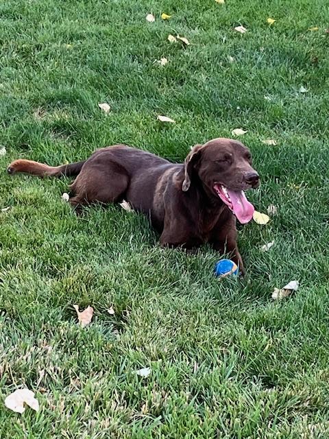 Chako, a Adoptable Labrador Retriever in Montpelier, ID image 5/5