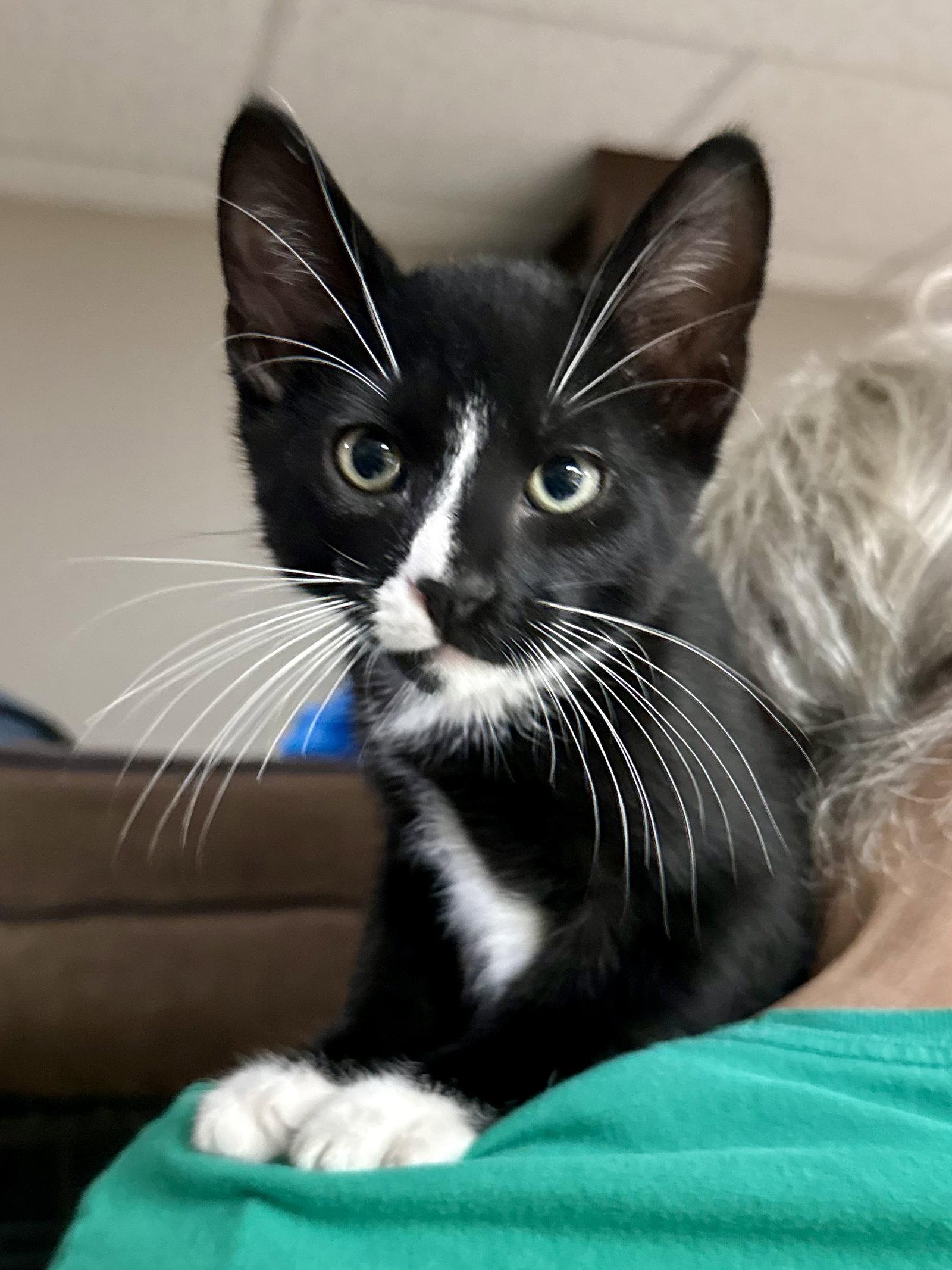 CAT - Licorice, Adoptable, Kitten Male Domestic Short Hair.