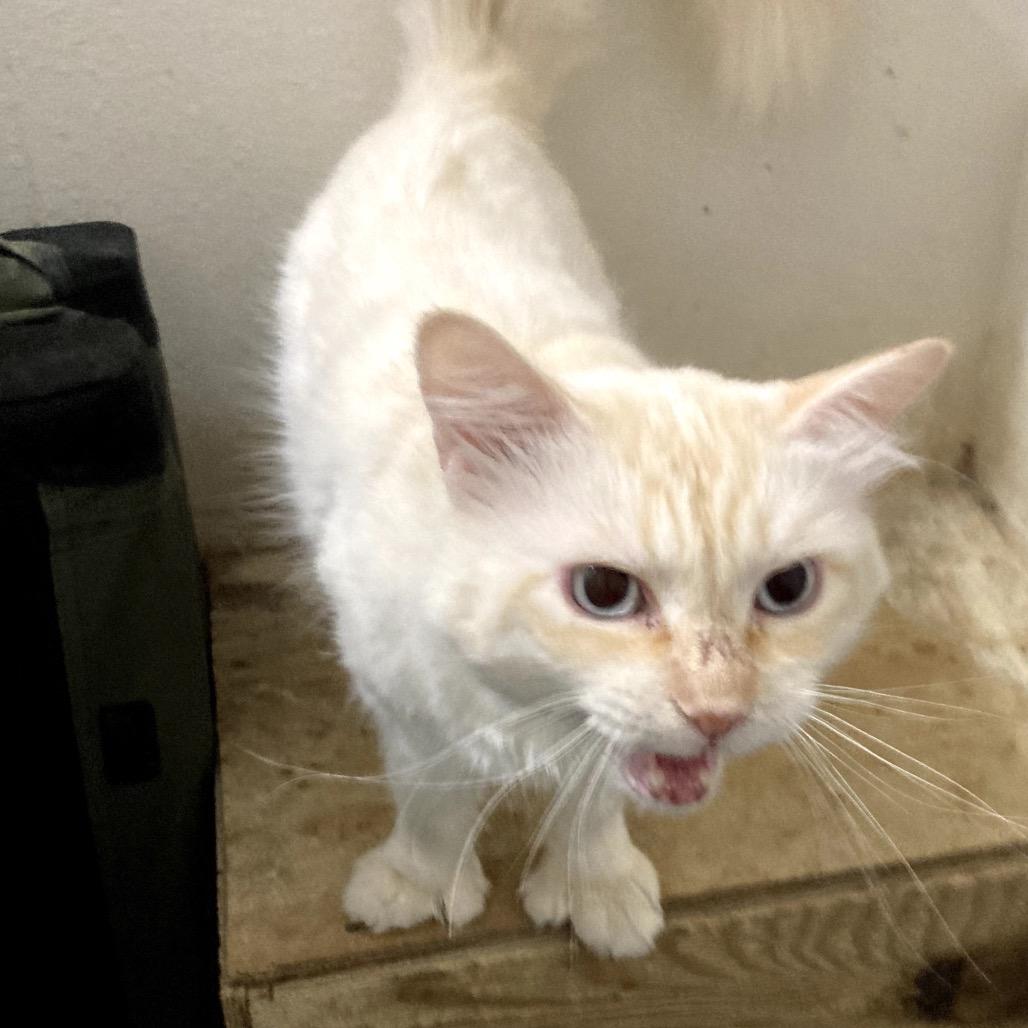Bubba Jo, Adoptable, Young Male Siamese & Extra-Toes Cat / Hemingway Polydactyl.