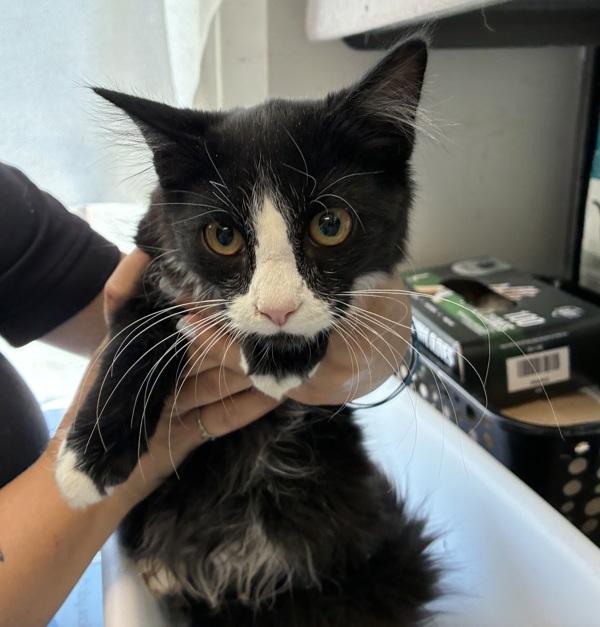*Heath*, Adoptable, Kitten Male Domestic Long Hair.
