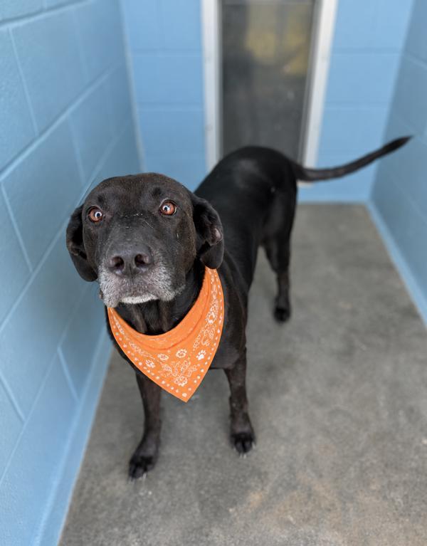 Blackey, Adoptable, Adult Female Labrador Retriever.
