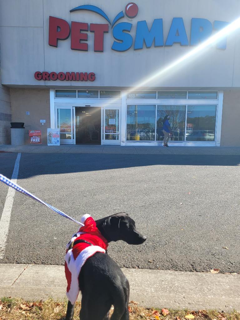 Jessie, Adoptable, Young Female Labrador Retriever.