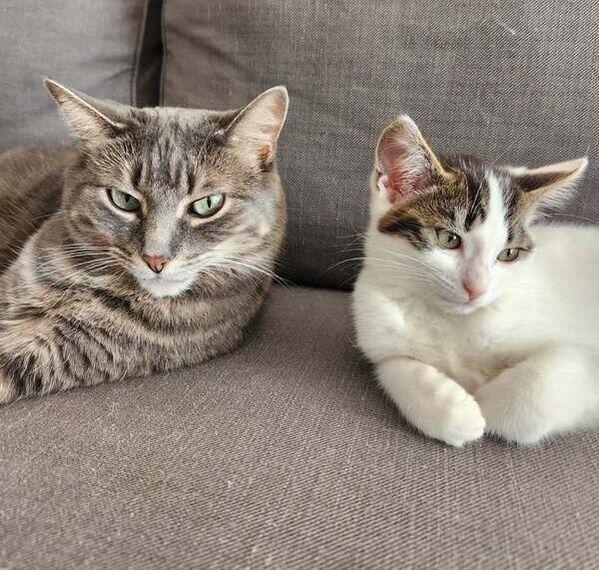 Enlarge Birdie, an adopted Domestic Short Hair in Mississauga, ON image 3/3
