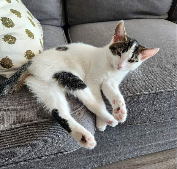 Enlarge Birdie, an adopted Domestic Short Hair in Mississauga, ON image 2/3