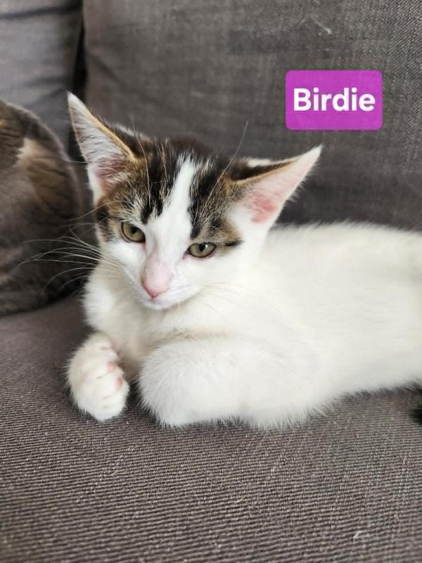 Enlarge Birdie, an adopted Domestic Short Hair in Mississauga, ON image 1/3