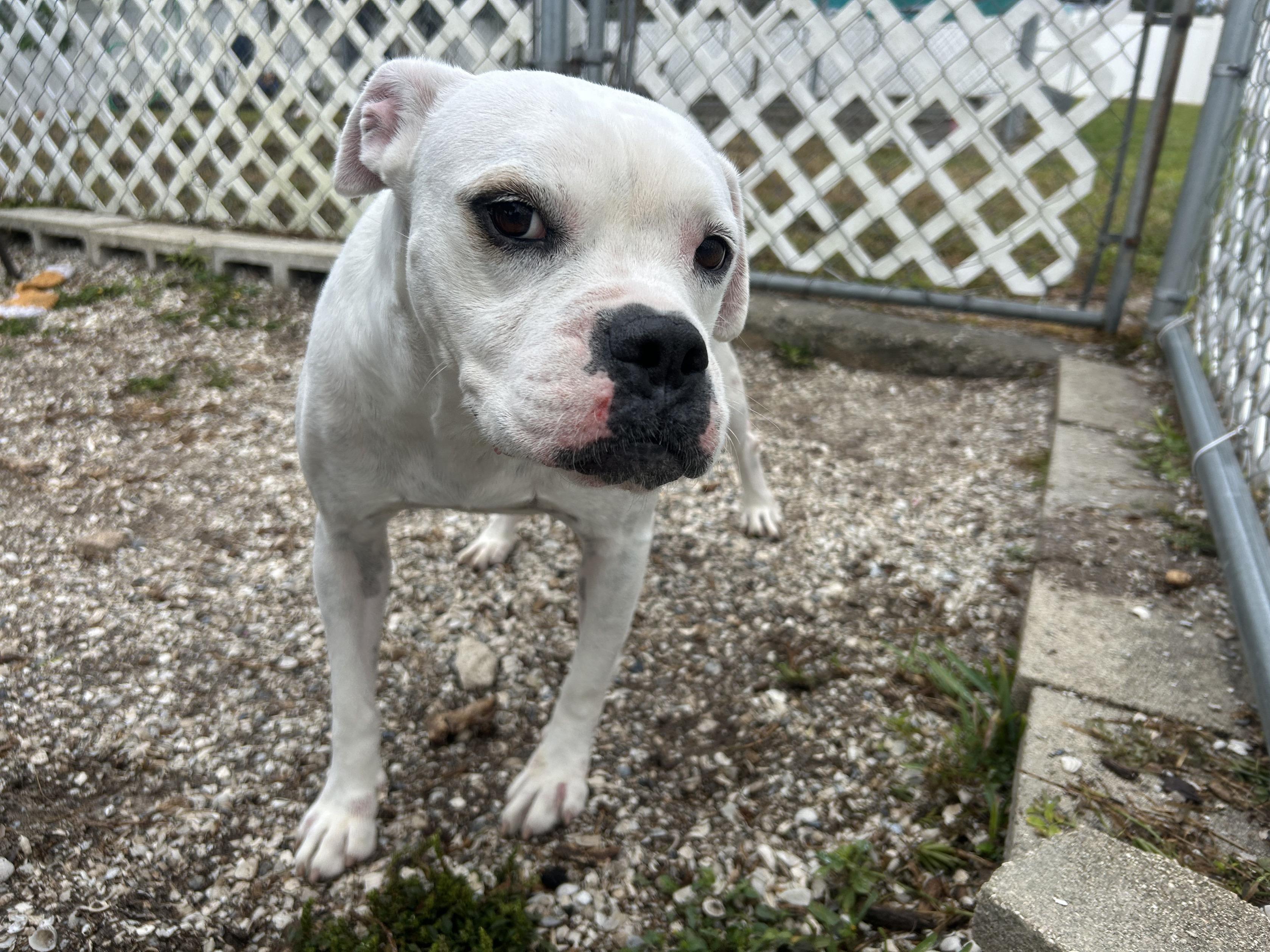 Rayna, ADOPTABLE, Adult Female Boxer.