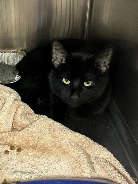 Enlarge Prince (654), a Adoptable mixed breed in Marietta, GA image 1/2