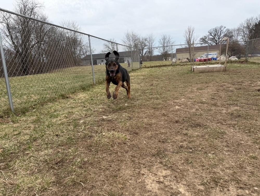 Enlarge Arrow, a Adoptable mixed breed in Kalamazoo, MI image 1/6