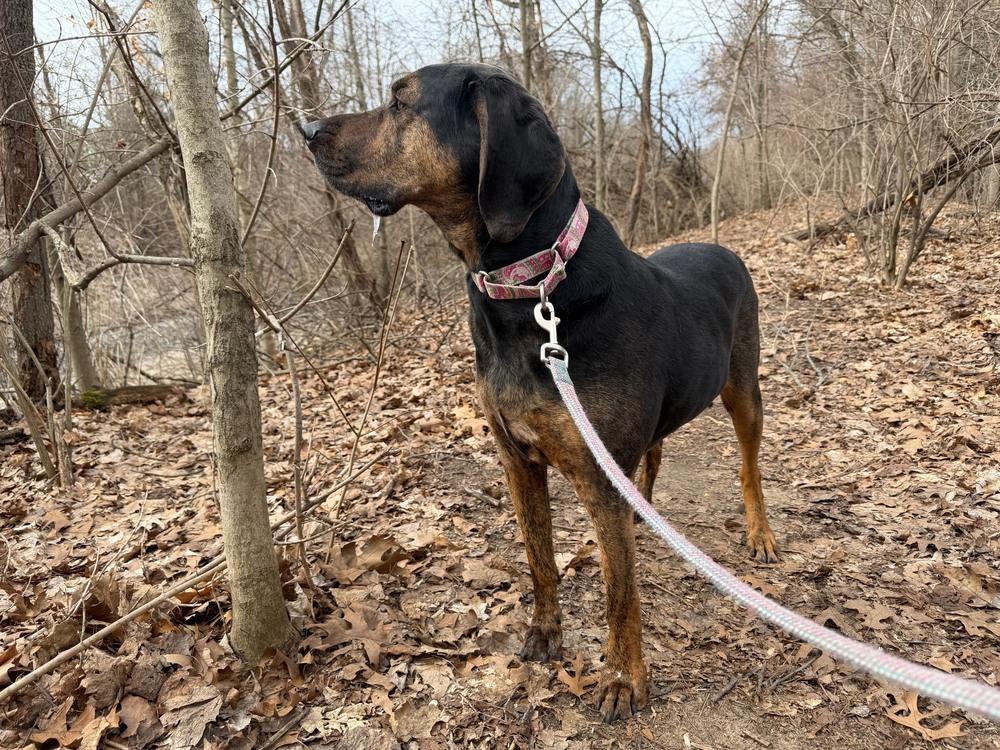 Enlarge Arrow, a Adoptable mixed breed in Kalamazoo, MI image 2/6