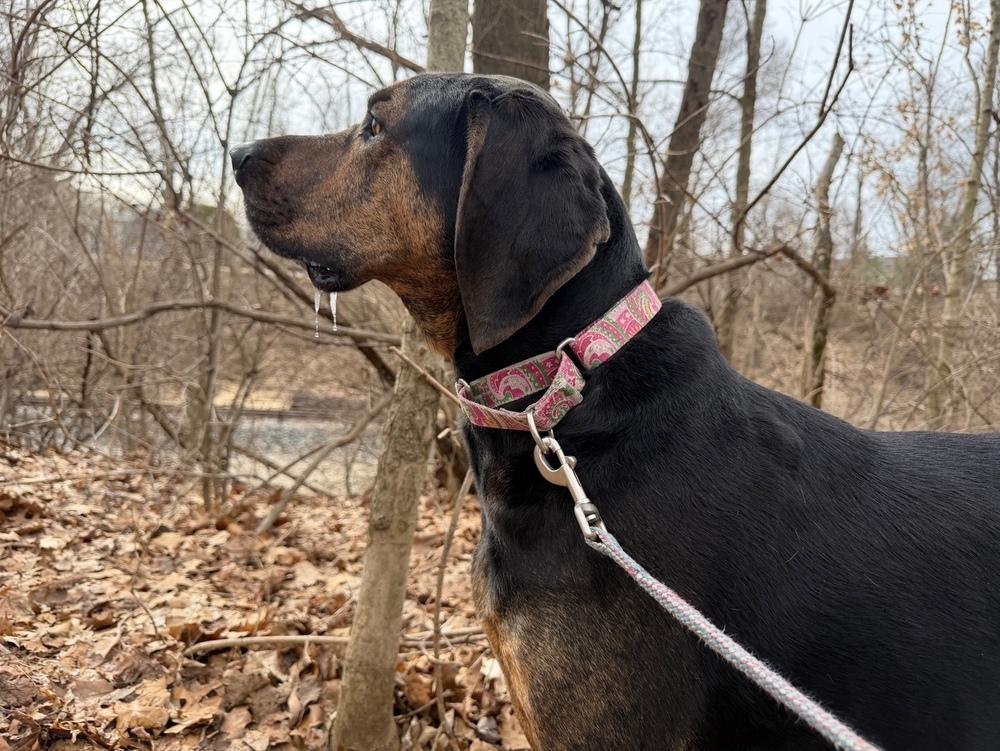 Enlarge Arrow, a Adoptable mixed breed in Kalamazoo, MI image 3/6