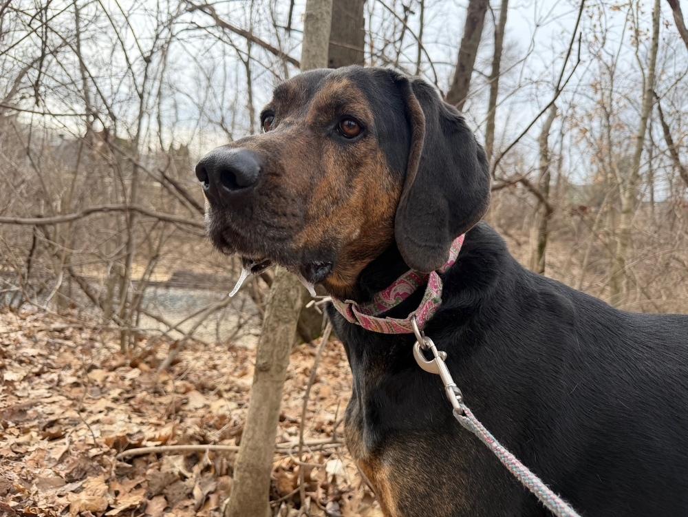 Enlarge Arrow, a Adoptable mixed breed in Kalamazoo, MI image 4/6