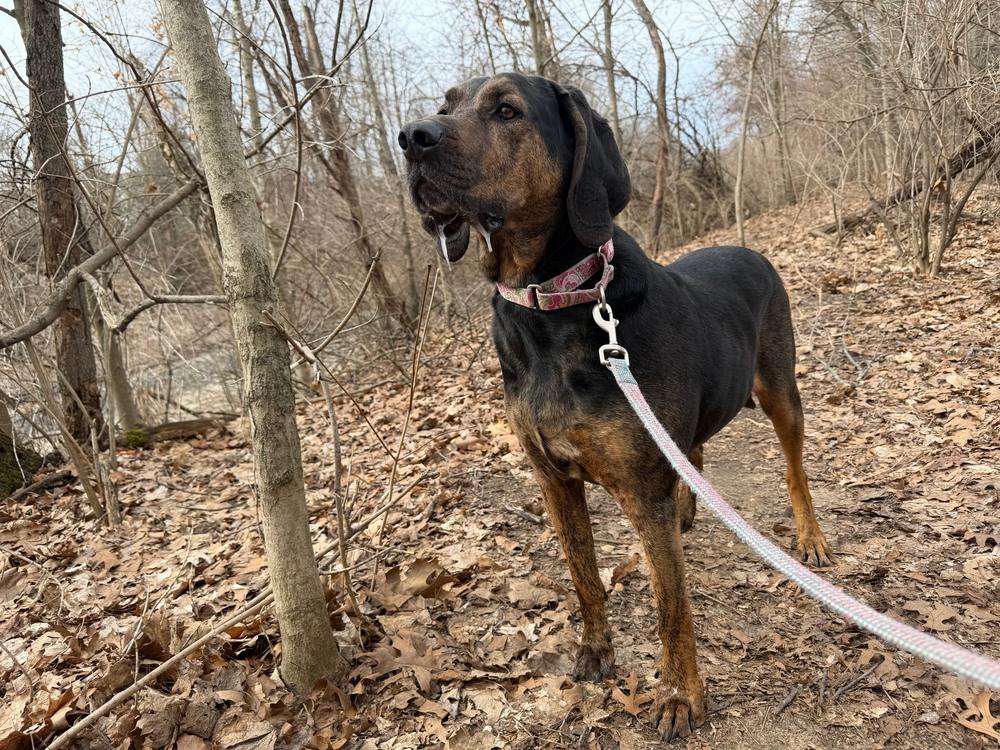 Enlarge Arrow, a Adoptable mixed breed in Kalamazoo, MI image 5/6