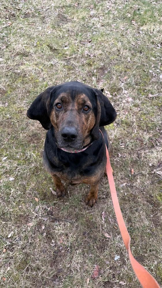 Enlarge Arrow, a Adoptable mixed breed in Kalamazoo, MI image 6/6