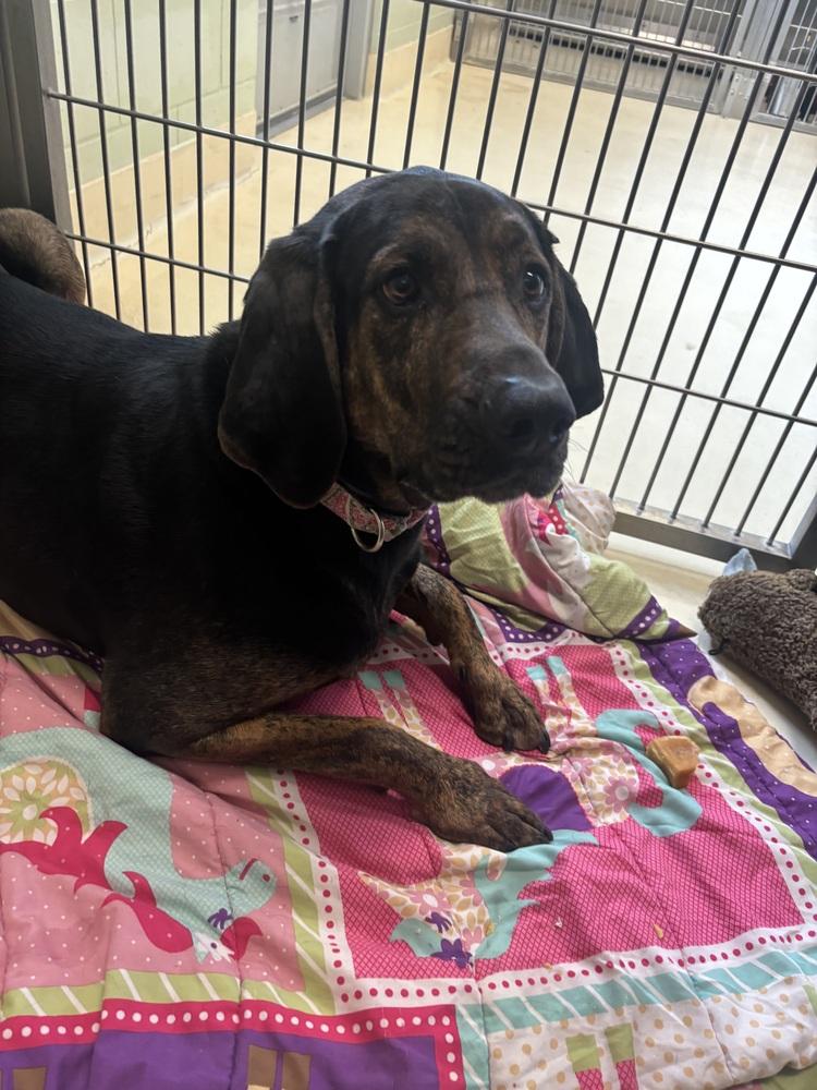 Enlarge Arrow, a Adoptable mixed breed in Kalamazoo, MI image 6/6