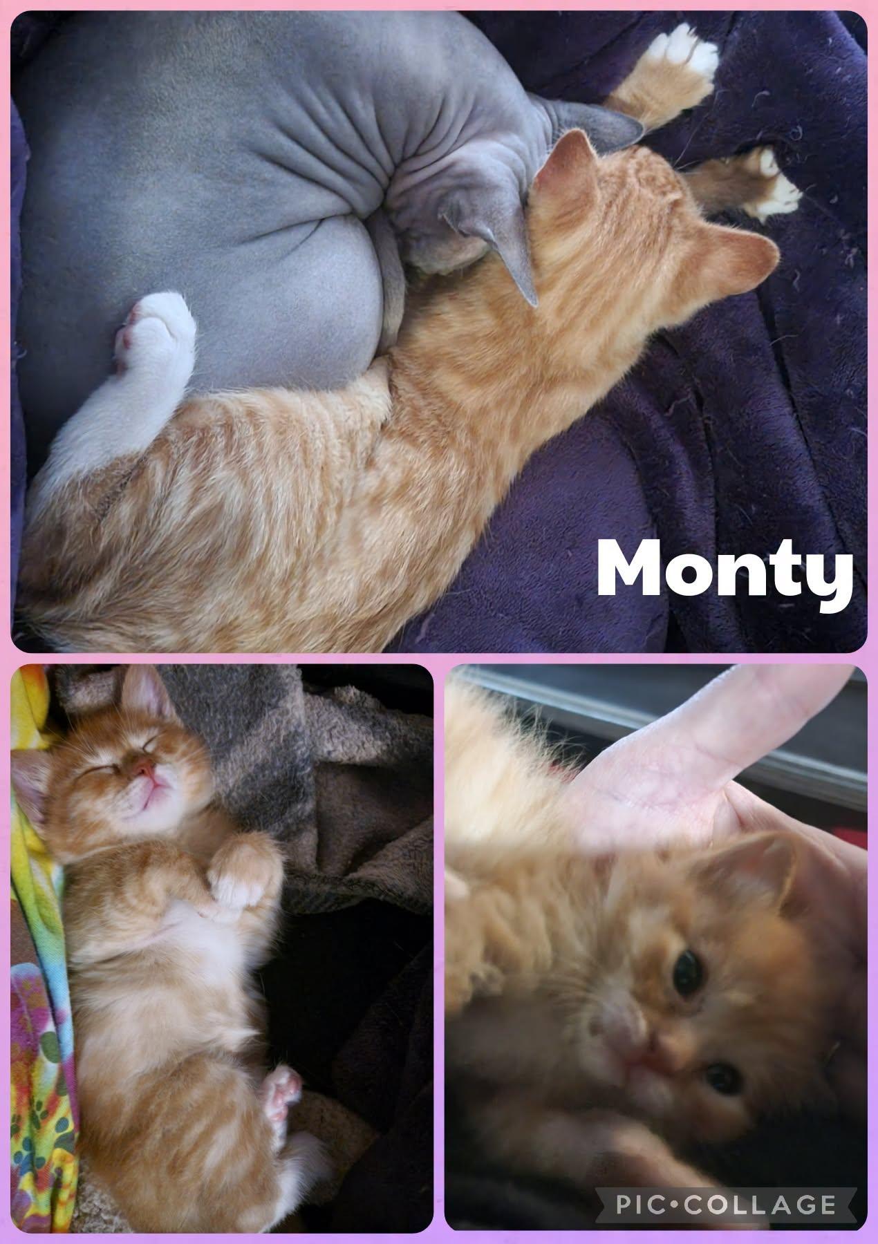 Enlarge Monty, a Adoptable Domestic Short Hair in Newberg, OR image 1/1