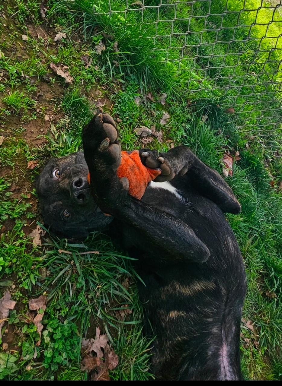 Enlarge Chex, a Adoptable Pit Bull Terrier in Redding, CA image 2/5