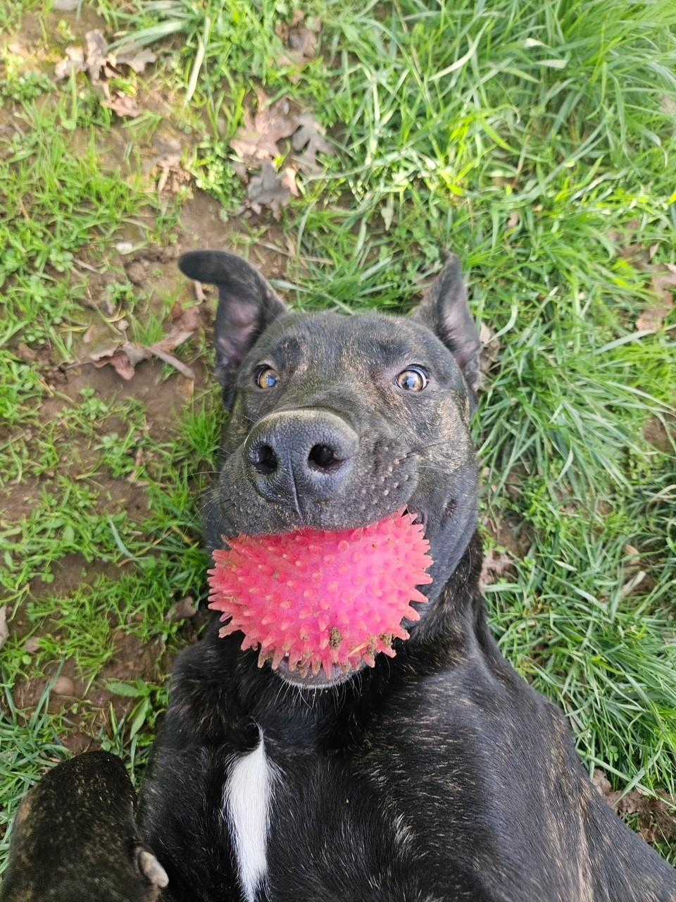 Enlarge Chex, a Adoptable Pit Bull Terrier in Redding, CA image 3/5