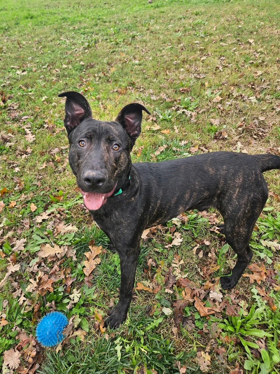 Enlarge Chex, a Adoptable Pit Bull Terrier in Redding, CA image 4/5