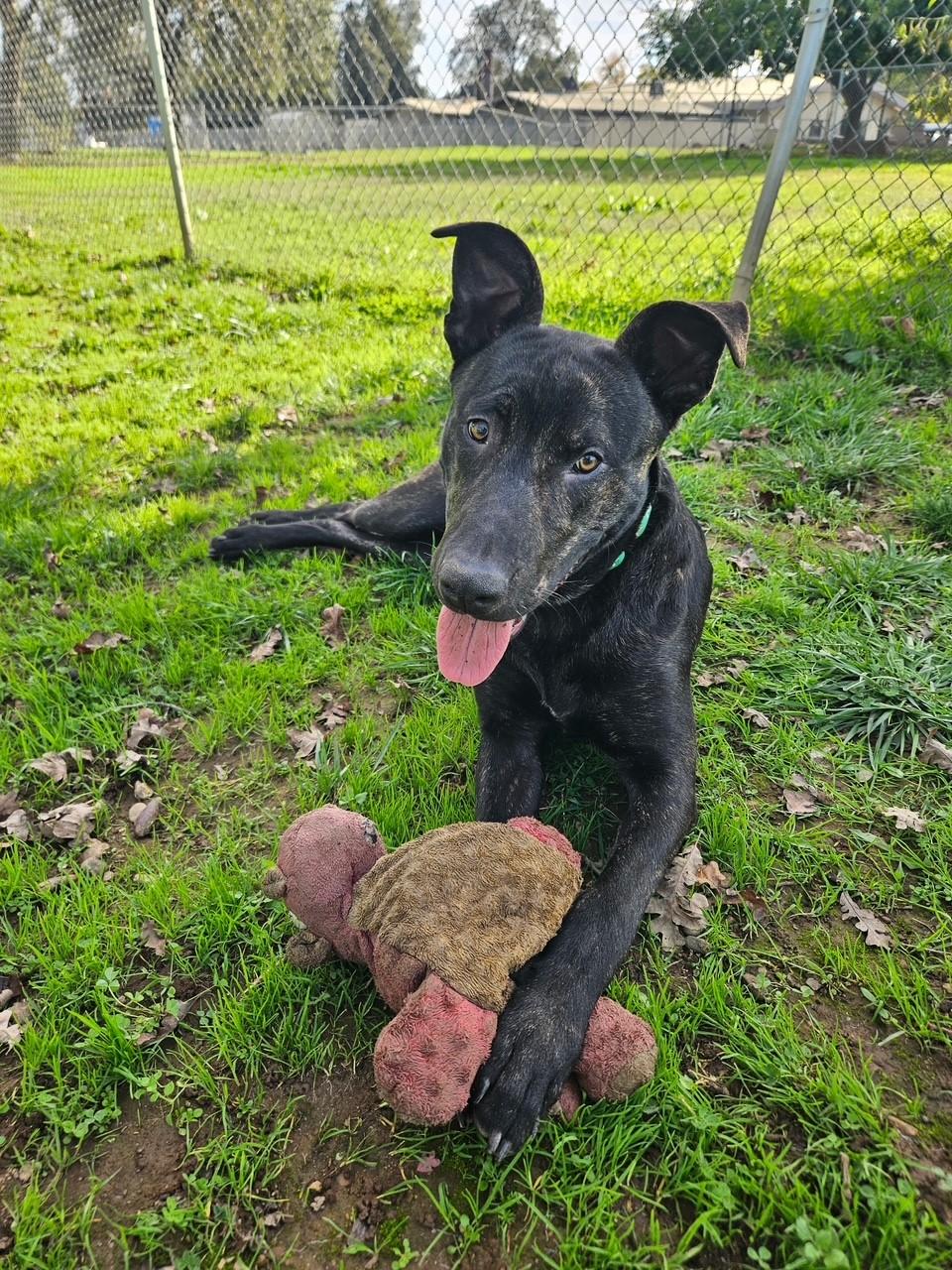 Enlarge Chex, a Adoptable Pit Bull Terrier in Redding, CA image 5/5