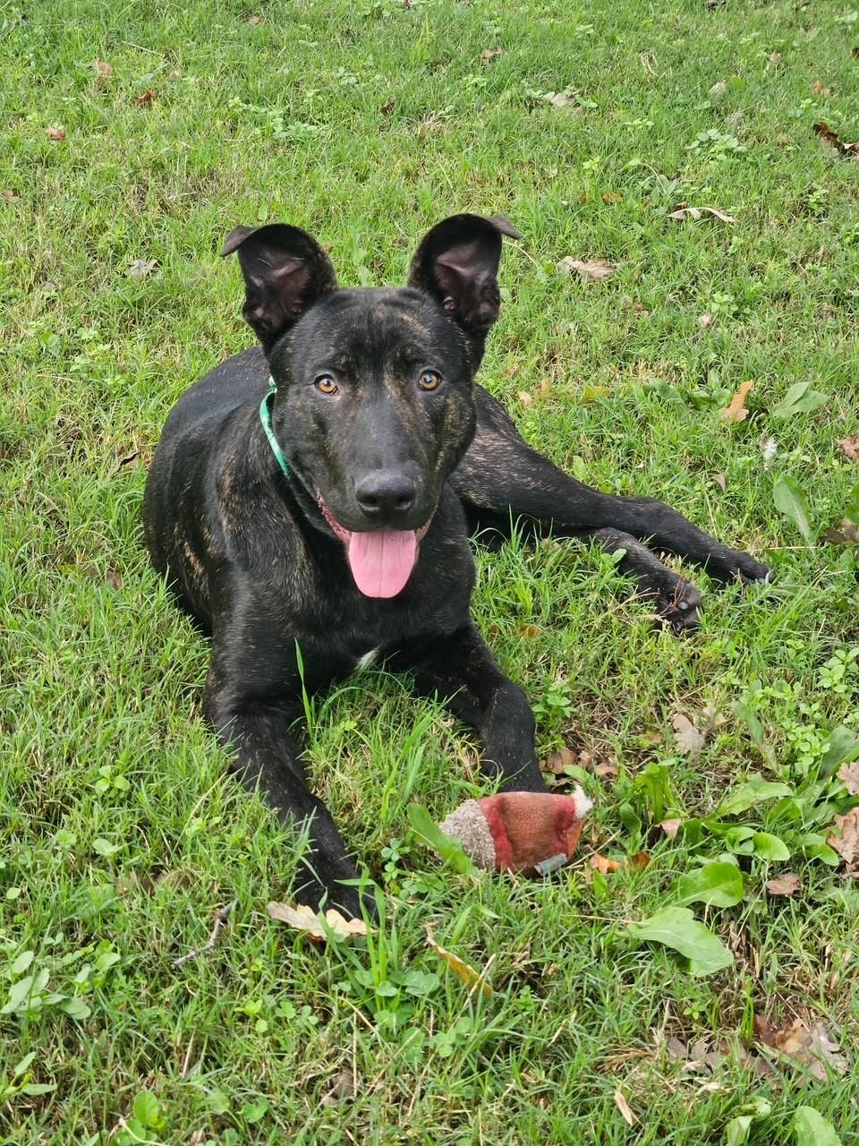 Chex, Adoptable, Young Male Pit Bull Terrier.
