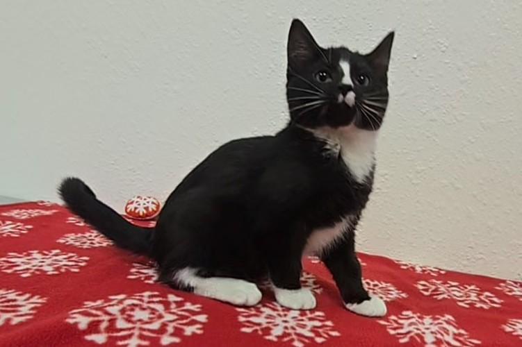 Olinsky, adopted, Kitten Male Domestic Short Hair.