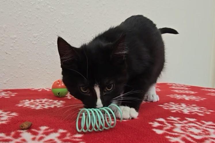 Olinsky, an adopted Domestic Short Hair in Red Wing, MN image 3/3