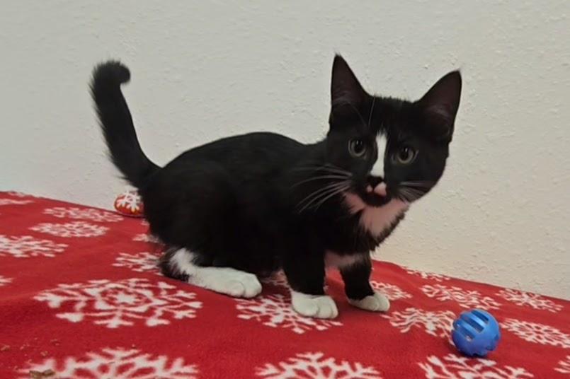 Olinsky, an adopted Domestic Short Hair in Red Wing, MN image 2/3