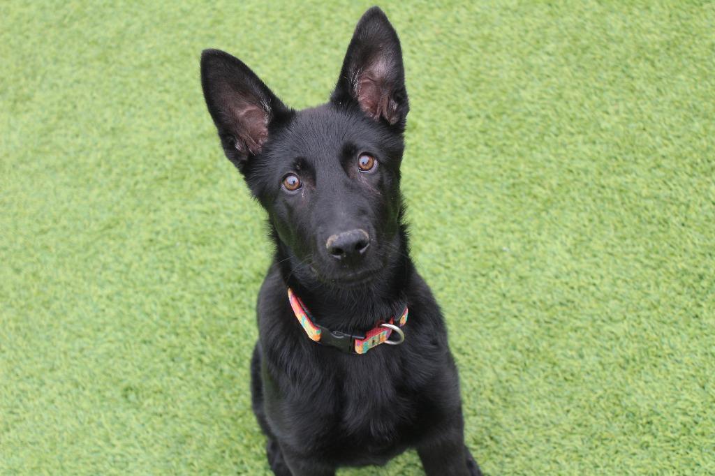 JitterBug, an adoptable German Shepherd Dog in Chestertown, MD image 3/4