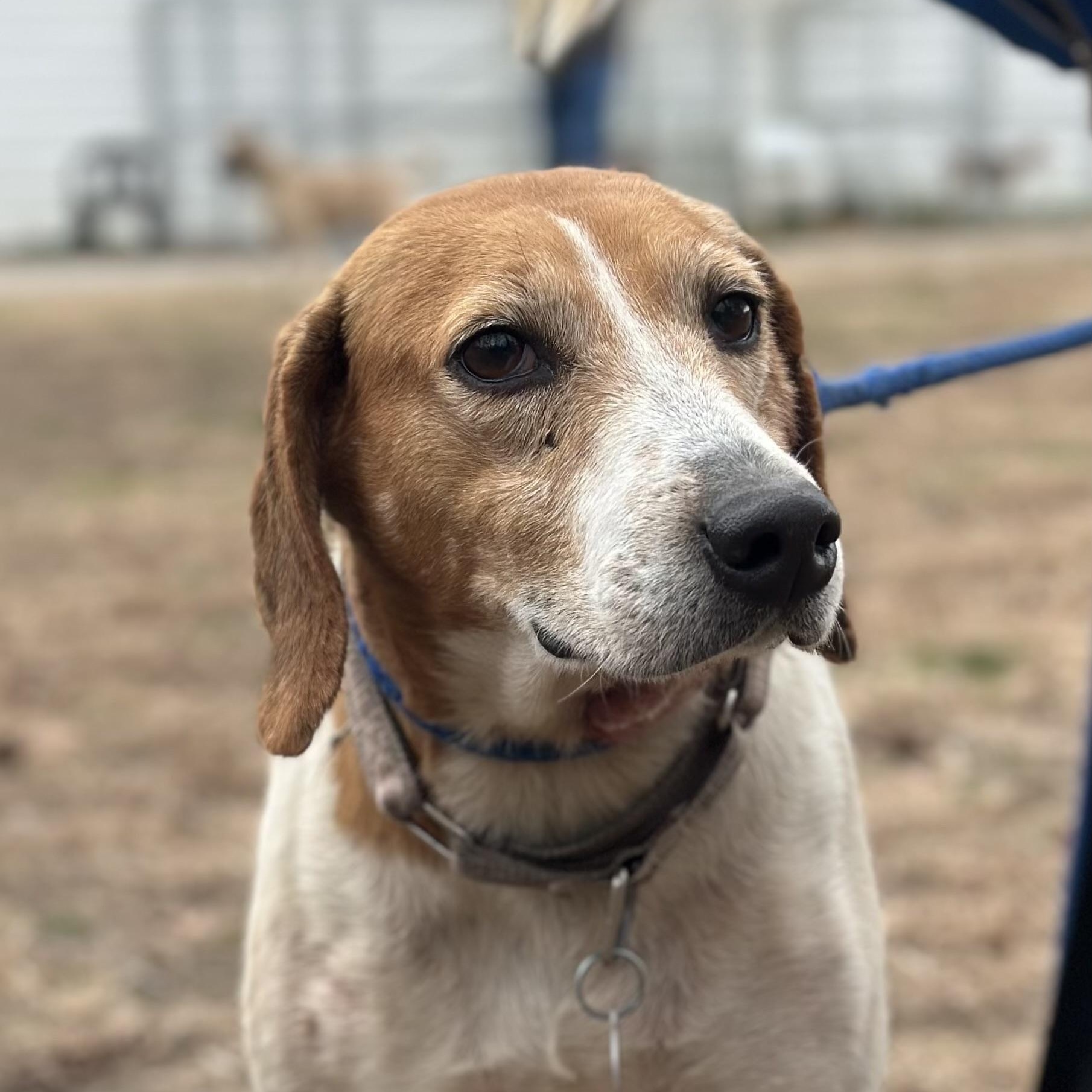 Wanda, a ADOPTABLE Hound in Gloucester, VA image 3/3